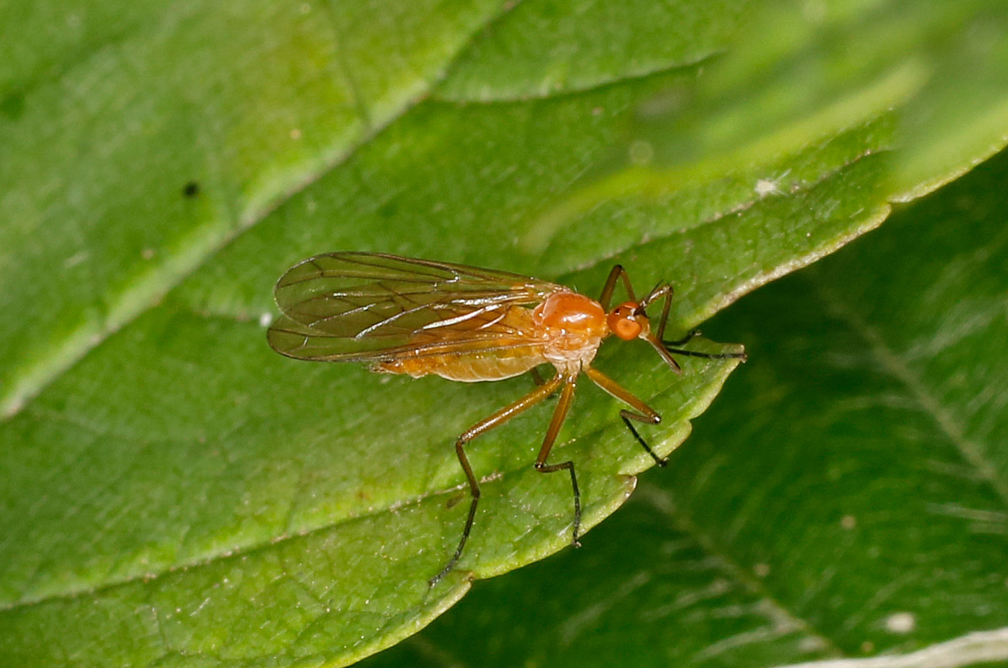 Empididae: Empis lutea